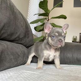 French Bulldog Puppies from House of Imports Frenchies