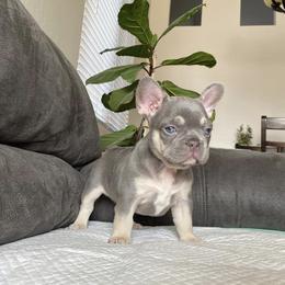 French Bulldog Puppies from House of Imports Frenchies