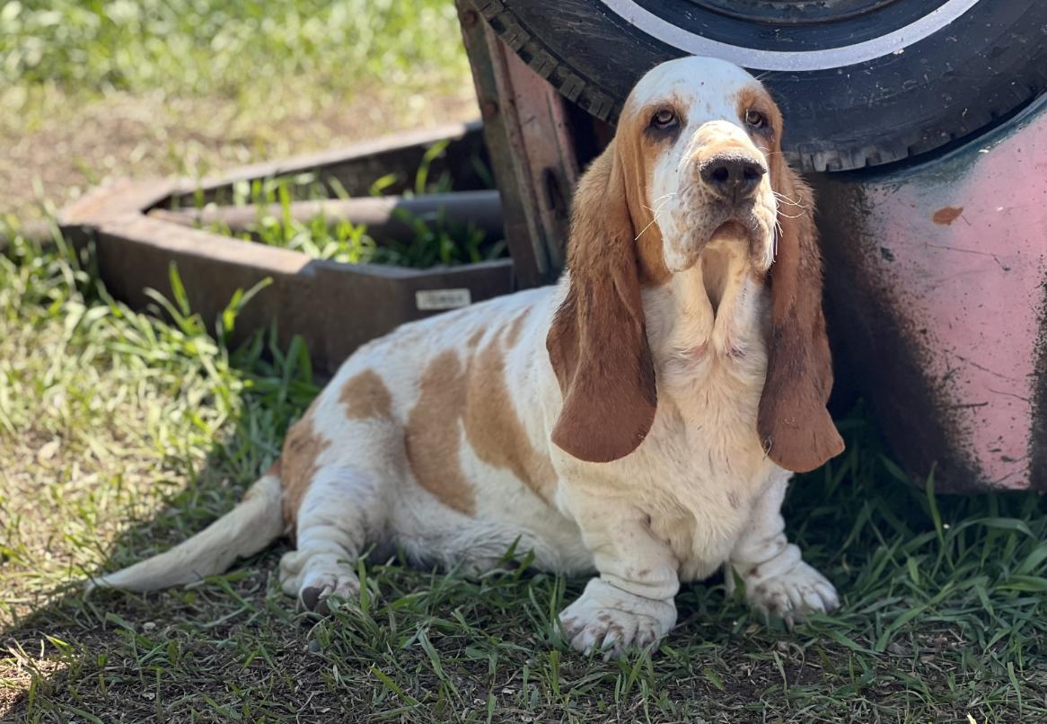 Sandhill Hounds of Nebraska in Nebraska Basset Hound and Bloodhound