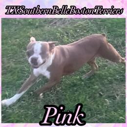 Pink - Boston Terrier