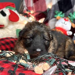 Xerox - Army Green - Sable male German Shepherd puppy in Iola, Wisconsin from DeFelice's German Shepherds