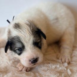 Tradition - Black Collar - White and badger male Great Pyrenees puppy in San Marcos, California from Faith Family Freedom Farm