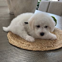 Scooter - White male Bichon Frise puppy in Gresham, Oregon from Lyudmila Loves Puppies
