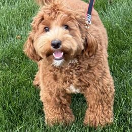 Kale - Australian Cobberdog