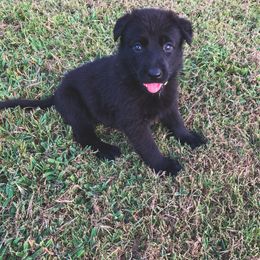 German Shepherd Puppies from Triple K Kennels