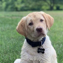 Labrador Retrievers from Tedricks kennel