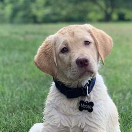 Labrador Retrievers from Tedricks kennel
