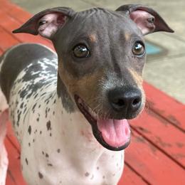 Hela - Black tan and white female American Hairless Terrier puppy in Buckingham, Illinois from Gaus Hof