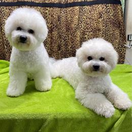 Jade - White female Bichon Frise puppy in Apple Valley, California from God’s Creatures
