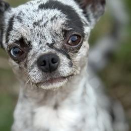 Missy - Chihuahua