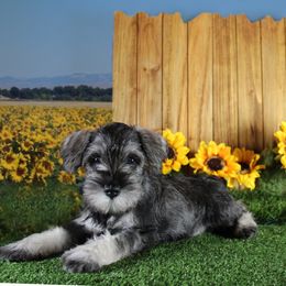 Miniature Schnauzer Puppies from King’s Miniature Schnauzers