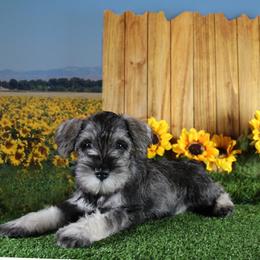 Miniature Schnauzer Puppies from King’s Miniature Schnauzers