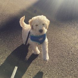 Bernedoodle and Goldendoodle Puppies from Greatly Graced Southern Doodles