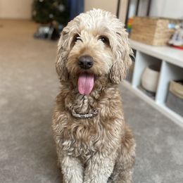 Summer - Goldendoodle