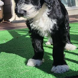 Sheepadoodle Puppies from Jaqueline Sparks