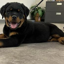 Rottweiler All Grown Up from Western Slope Rottweilers
