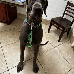 Great Dane Puppies from Anderson Blau’s Great Danes