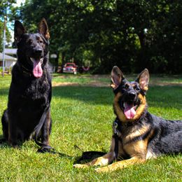 German Shepherds from Fairytale Kennel
