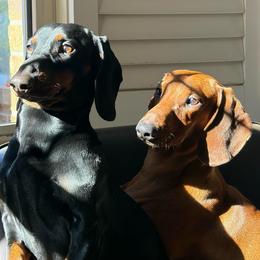 Hogan - Dachshund