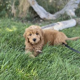 Goldendoodle Puppies from Golden Rule Doodles