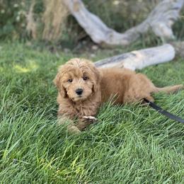 Goldendoodle Puppies from Golden Rule Doodles