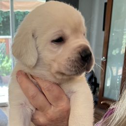 Duke - Yellow male Labrador Retriever puppy in San Diego, California from Sammieslabpuppies
