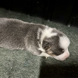 Elsa's blue boy - Blue male Pembroke Welsh Corgi puppy in Clinton, Tennessee from High Hopes Farm