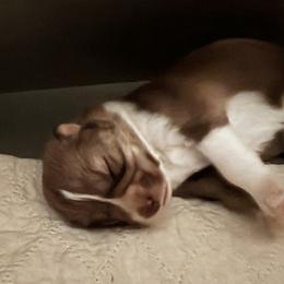 Girl 1 - female Native American Indian Dog puppy in Granby, Colorado from Turtle Island NAIDs