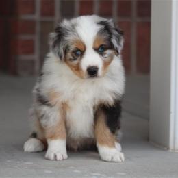 Australian Shepherd and Miniature Australian Shepherd Puppies from Canyon Creek Aussies