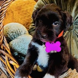 Miniature Schnauzers from Bell Beards & Brows Min Schnauzers