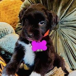 Miniature Schnauzers from Bell Beards & Brows Min Schnauzers