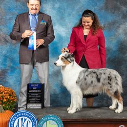Australian Shepherds from Mtn Springs Kennels