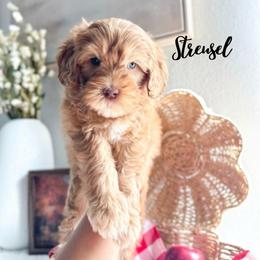 Streusel - Caramel male Australian Labradoodle puppy in Palmdale, California from Heavenly Doodles