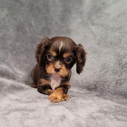 Hershey - Chocolate male Cavalier King Charles Spaniel puppy in Romeoville, Illinois from KonopkaKennelsLLC