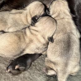 Boy 2 - Fawn male Pug puppy in Saugus, Massachusetts from Pug Puppies of Boston