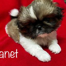 Pekingese puppies from Peke Lovers of Texas