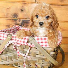 Cavapoo puppies from Double M Cocker Spaniels
