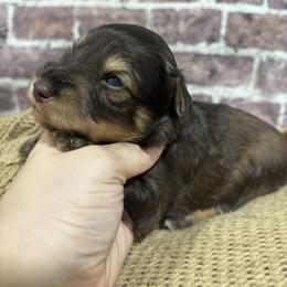 Theo - Liver male Miniature Schnauzer puppy in Lufkin, Texas from C&K’s Schnauzer House