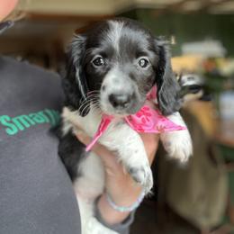 Dachshund Puppies from Rafter D4 Ranch - Mini Dachshunds