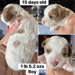 Boy 2 - Blenheim male Cavapoo puppy in Mc Connellsburg, Pennsylvania from Mumma’s Standard Poodles