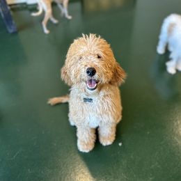 Bernedoodle and Goldendoodle All Grown Up from Country Hills Doodles