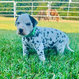 Luda - White and black male Dalmatian puppy in Mt. Vernon, Texas from Double B