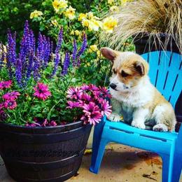 Pembroke Welsh Corgi Puppies from Corgis Hawaii Pleasantstone Aloha Corgis