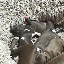 Italian Greyhound Puppies from Fisher Link