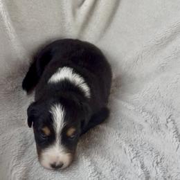Teddy - Black tri-color male Australian Shepherd puppy in Cypress, Texas from Cypress Aussies