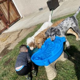 Aussiedoodles from Dores Doodles