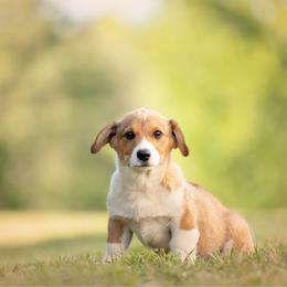 Brown collar Male- Teddy - Sable male Pembroke Welsh Corgi puppy in Waverly Hall, Georgia from 6g Ranch Corgis