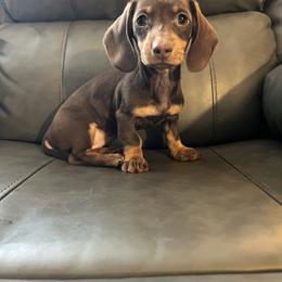 Lily - Chocolate and tan female Dachshund puppy in Milroy, Pennsylvania from Not Your Average Weiner