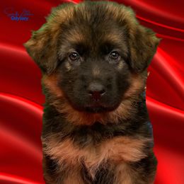German Shepherd Puppies from Vom Archbold Haus World Class German Shepherds