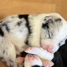 Lindsay - Blue merle female Border Collie puppy in Surgoinsville, Tennessee from Smokey Mountain Vizslas
